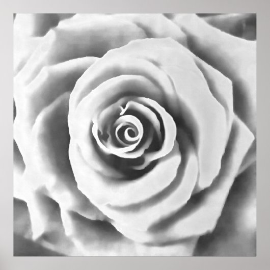 Artistieke Big White Rose Poster (Voorkant)