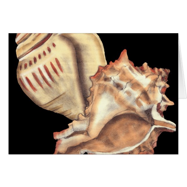 Artistieke Conch Shells (Voorkant Horizontaal)