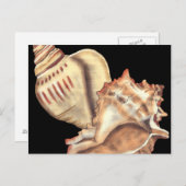 Artistieke Conch Shells Briefkaart (Voorkant / Achterkant)