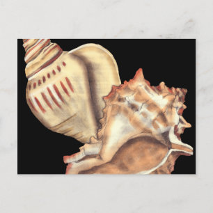 Artistieke Conch Shells Briefkaart