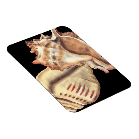 Artistieke Conch Shells Magneet (Rechterzijde)