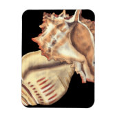 Artistieke Conch Shells Magneet (Verticaal)