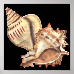 Artistieke Conch Shells Poster