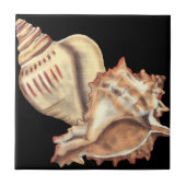 Artistieke Conch Shells Tegeltje (Voorkant)