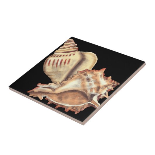 Artistieke Conch Shells Tegeltje (Zijkant)