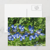 Artistieke foto van Texas Bluebonnet Briefkaart (Voorkant / Achterkant)
