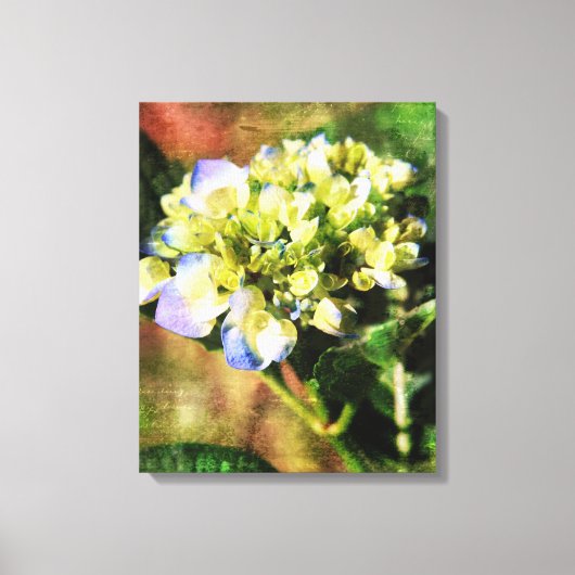 Artistieke Hydrangea fotografie Canvas Afdruk (Voorkant)