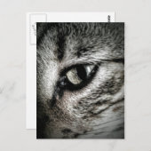 Artistieke kat briefkaart (Voorkant / Achterkant)
