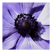 Artistisch Lila blauw Anemone Wilde Bloem