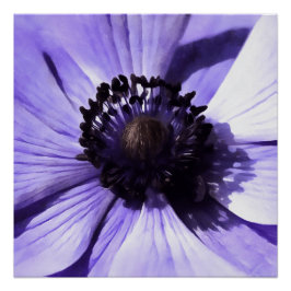 Artistisch Lila blauw Anemone Wilde Bloem Perfect Poster
