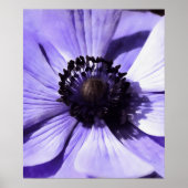 Artistisch Lila blauw Anemone Wilde Bloem Poster (Voorkant)
