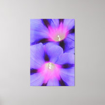 Artistisch Paars en roze gekleurde ochtendglorie