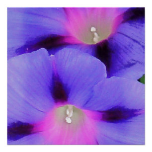 Artistisch Paars en roze gekleurde ochtendglorie Perfect Poster