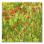 Artistisch weide Poppy Landschap Foto Afdruk (Voorkant)