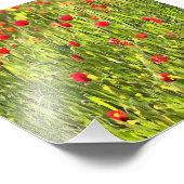 Artistisch weide Poppy Landschap Foto Afdruk (Hoek)