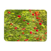 Artistisch weide Poppy Landschap Magneet (Horizontaal)