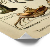 Artropotigen - Collectie van ongewervelde dieren Poster (Hoek)