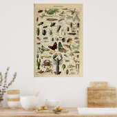 Artropotigen - Collectie van ongewervelde dieren Poster (Keuken)