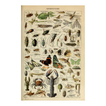 Artropotigen - Collectie van ongewervelde dieren