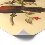 Aru Island Wood Shrike Red Black Bird Print (Hoek)