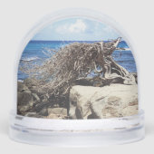 Aruba Divi Divi - Boom en oceaan Sneeuwbol (Voorkant)