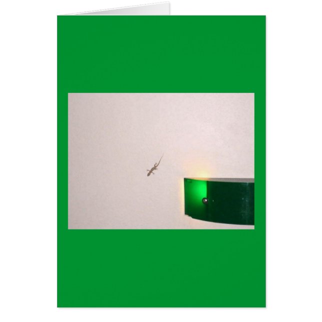 Aruba Gecko (Voorkant)