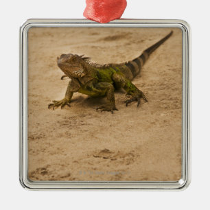 Aruba, hagedis op zand metalen ornament