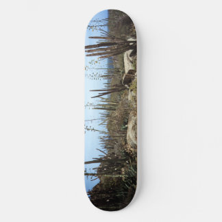 Aruba-landschap met cactus skateboard