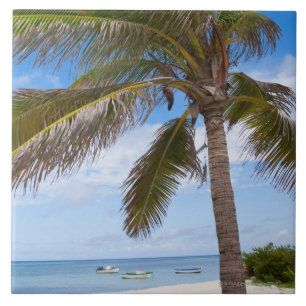 Aruba, palmboom op het strand tegeltje