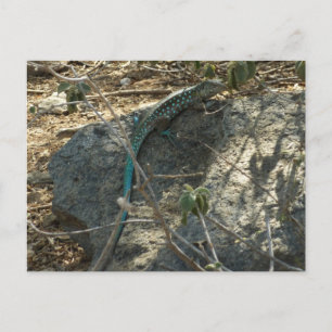 Arubaanse Zweepslanghagedis Tropische Dierenfotogr Briefkaart