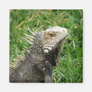 Aruban Lizard Magneet