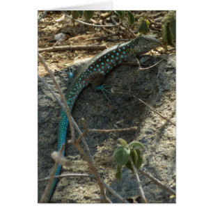 Aruban Whiptail Lizard tropische dierfotografie