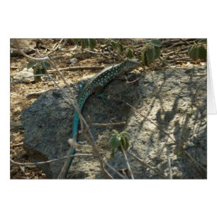Aruban Whiptail Lizard tropische dierfotografie