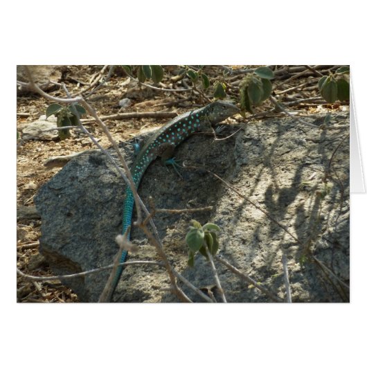 Aruban Whiptail Lizard tropische dierfotografie (Voorkant Horizontaal)