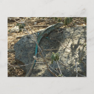 Aruban Whiptail Lizard tropische dierfotografie Briefkaart