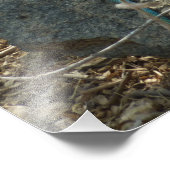 Aruban Whiptail Lizard tropische dierfotografie Foto Afdruk (Hoek)