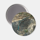 Aruban Whiptail Lizard tropische dierfotografie Magneet (Voorkant / Achterkant)