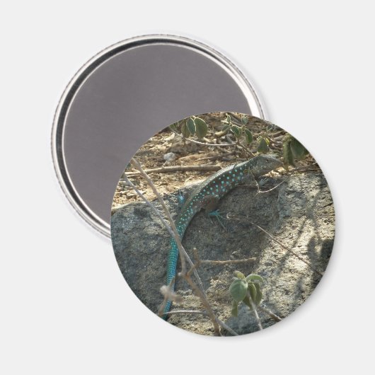 Aruban Whiptail Lizard tropische dierfotografie Magneet (Voorkant / Achterkant)