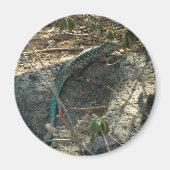 Aruban Whiptail Lizard tropische dierfotografie Magneet (Voorkant)