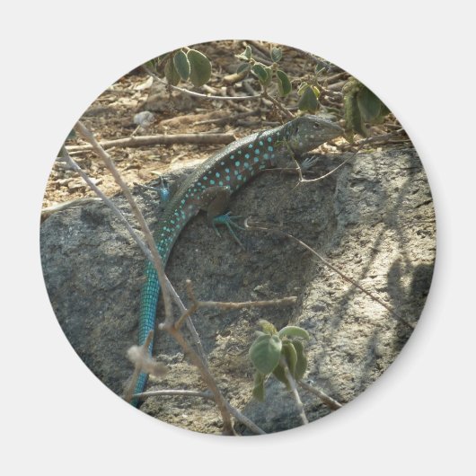 Aruban Whiptail Lizard tropische dierfotografie Magneet (Voorkant)