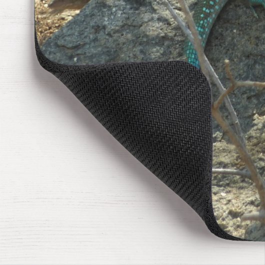 Aruban Whiptail Lizard tropische dierfotografie Muismat (Hoek)