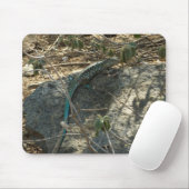 Aruban Whiptail Lizard tropische dierfotografie Muismat (Met muis)