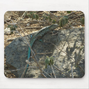 Aruban Whiptail Lizard tropische dierfotografie Muismat