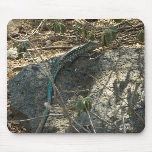 Aruban Whiptail Lizard tropische dierfotografie Muismat (Voorkant)