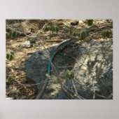 Aruban Whiptail Lizard tropische dierfotografie Poster (Voorkant)