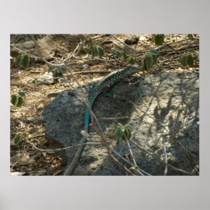 Aruban Whiptail Lizard tropische dierfotografie Poster
