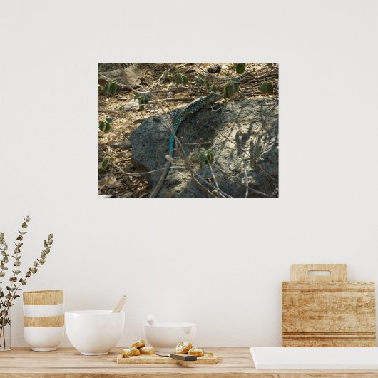Aruban Whiptail Lizard tropische dierfotografie Poster (Keuken)
