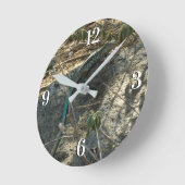 Aruban Whiptail Lizard tropische dierfotografie Ronde Klok (Hoek)