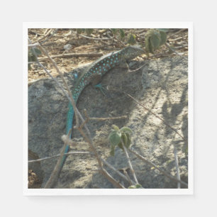 Aruban Whiptail Lizard tropische dierfotografie Servet