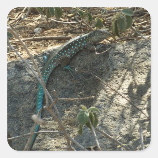 Aruban Whiptail Lizard tropische dierfotografie Vierkante Sticker (Voorkant)